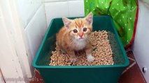 Little Kittens Meowing and Talking - Cute Cat Compilation