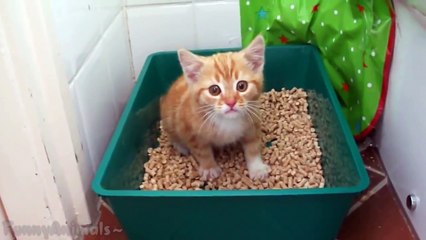 Little Kittens Meowing and Talking - Cute Cat Compilation