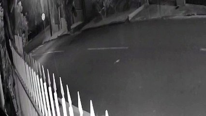 Câmera registra ladrão de passarinhos no Floresta