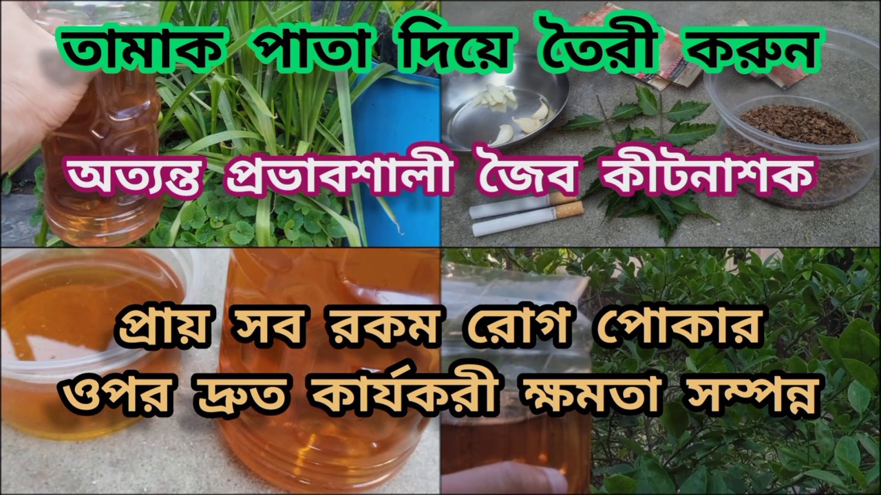 বাড়িতে তৈরী অত্যন্ত প্রভাবশালী জৈব কীটনাশক ।। Powerful Organic Pesticides