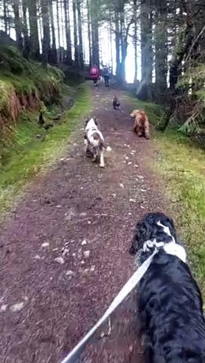 Miniature Schnauzer Life. A 4 dog walk threw a Highland forest