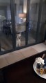 Batman the Husky Looks Goofy While Licking Glass