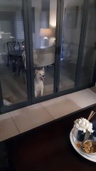 Batman the Husky Looks Goofy While Licking Glass