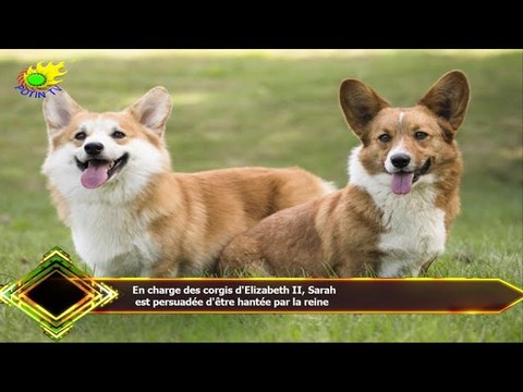 En charge des corgis d'Elizabeth II, Sarah est persuadée d'être hantée par la reine