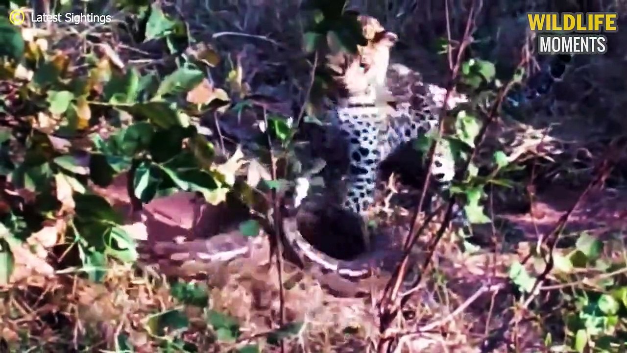 Unlucky! 45 Brutal Moments Leopard Mess With Wrong Prey @swagwildlifemoments