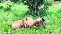 Majingilane Lions Eating Hyena & 45 Moments Hyena Messed With The Wrong Animals