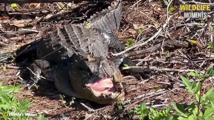 Crocodile Lose Jaw, Elephant Lost Trunk & 45 Moments Animal Injured @swagwildlifemoments