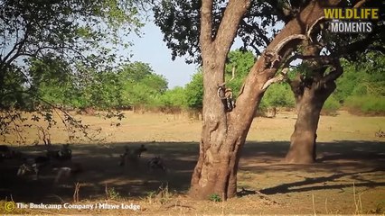 45 Craziest Moments Leopard Messed With The Wrong Opponent @swagwildlifemoments