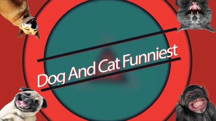 LOL Dog And Cat Funniest   Funny Puppy Videos Part 2