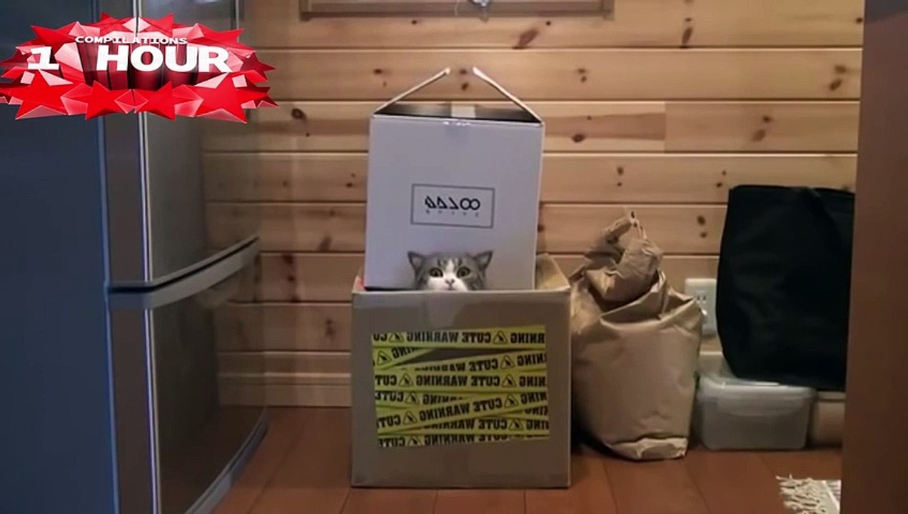 BEST FUNNY KITTY CAT FAILS! Fail Compilation with Cute Cats & Kittens