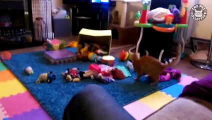 Scaredy Cats Video Compilation 2016