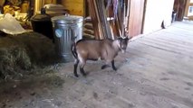 Goats Yelling Like Humans And Funny Animals Farts