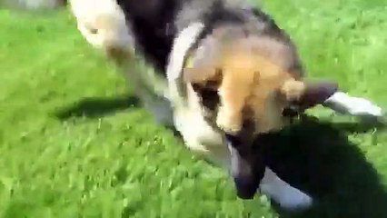 Funny Dog Compilation - Cute and Talking Animals (2)