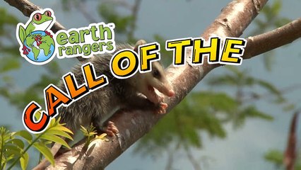 Funny Talking Animals (2)