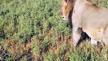 Top 10 Funniest Farts Animal in the World HD