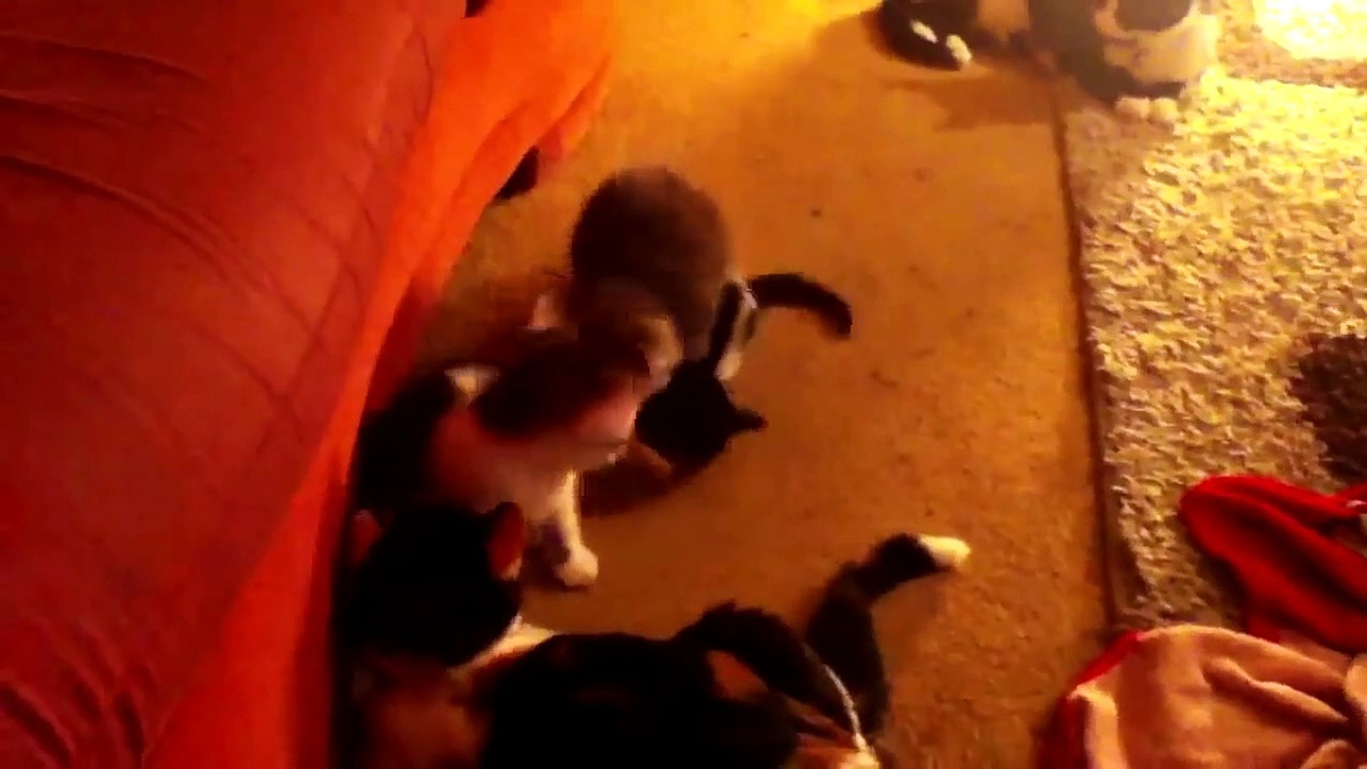 Funny dogs and cats scared of farts best sale