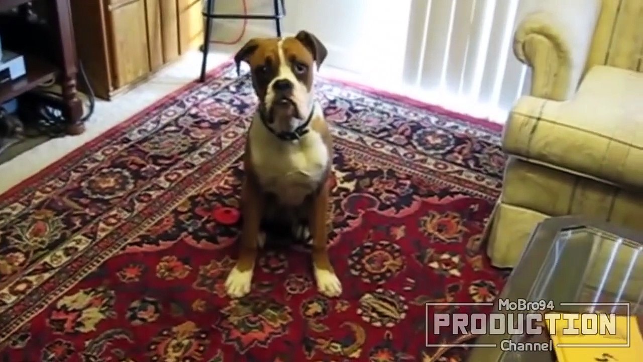 Cats and dogs react to farts - Funny cats and dogs compilation