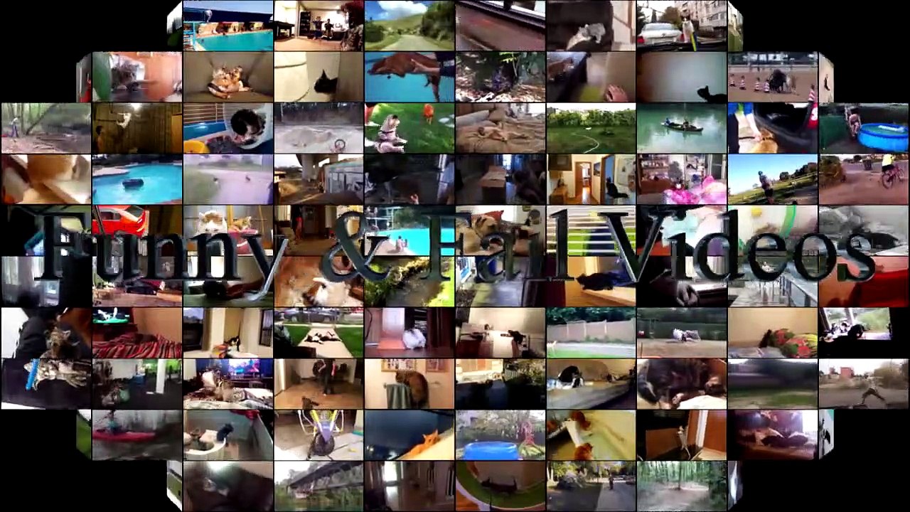 Funny Cats And Dogs Scared Of Halloween - Funny Cats And Dogs