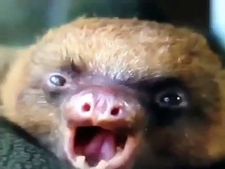 Funny Dog Vines 2015 part 14 Super Dogs Vs Stupid Dogs all them so lovely 973 256 views