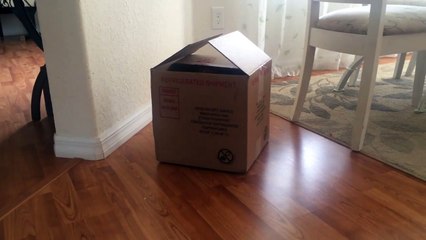 Hairless Sphynx Cat in the Box - Kitten Playing Funny Creatures