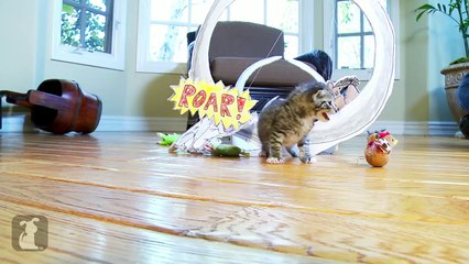 The Lion King (Cute Kitten Version)