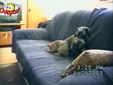 Funny Animals - Funny Dogs & Cats  - Animal Attacks