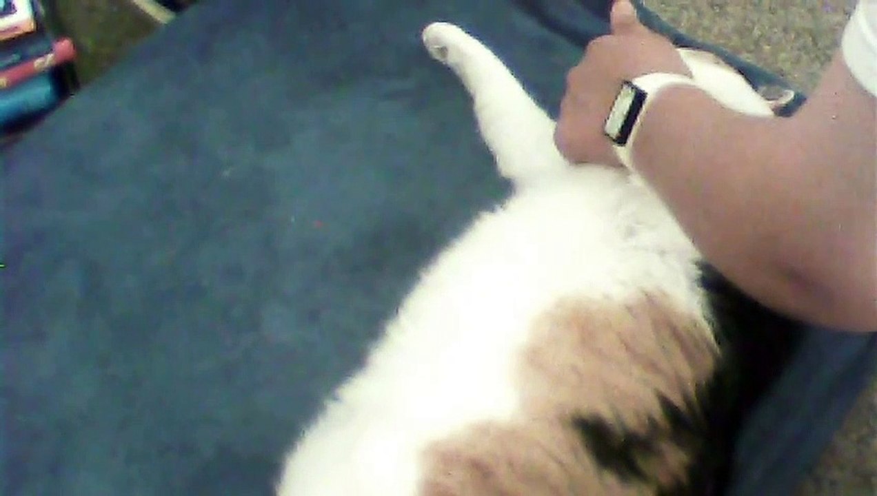 FAT CAT FAIL VINES COMPILATION!!
