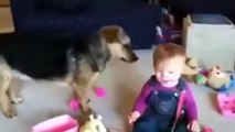 funny videos    baby laughing with dog 2015