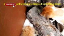 Cats And Dogs Friends Forever Compilation P1