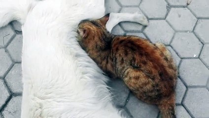 Cat Vs two Dog in Cage love