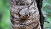 CUTE bushbaby struggles to wake up - Unusual funny monkey like creatures   Kruger National Park