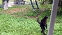 Funny Animals Walking like Humans