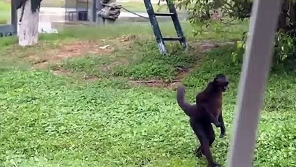 Funny Animals Walking like Humans