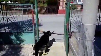 Funny and cute dog fails compilation 2014 Dogs with sticks version