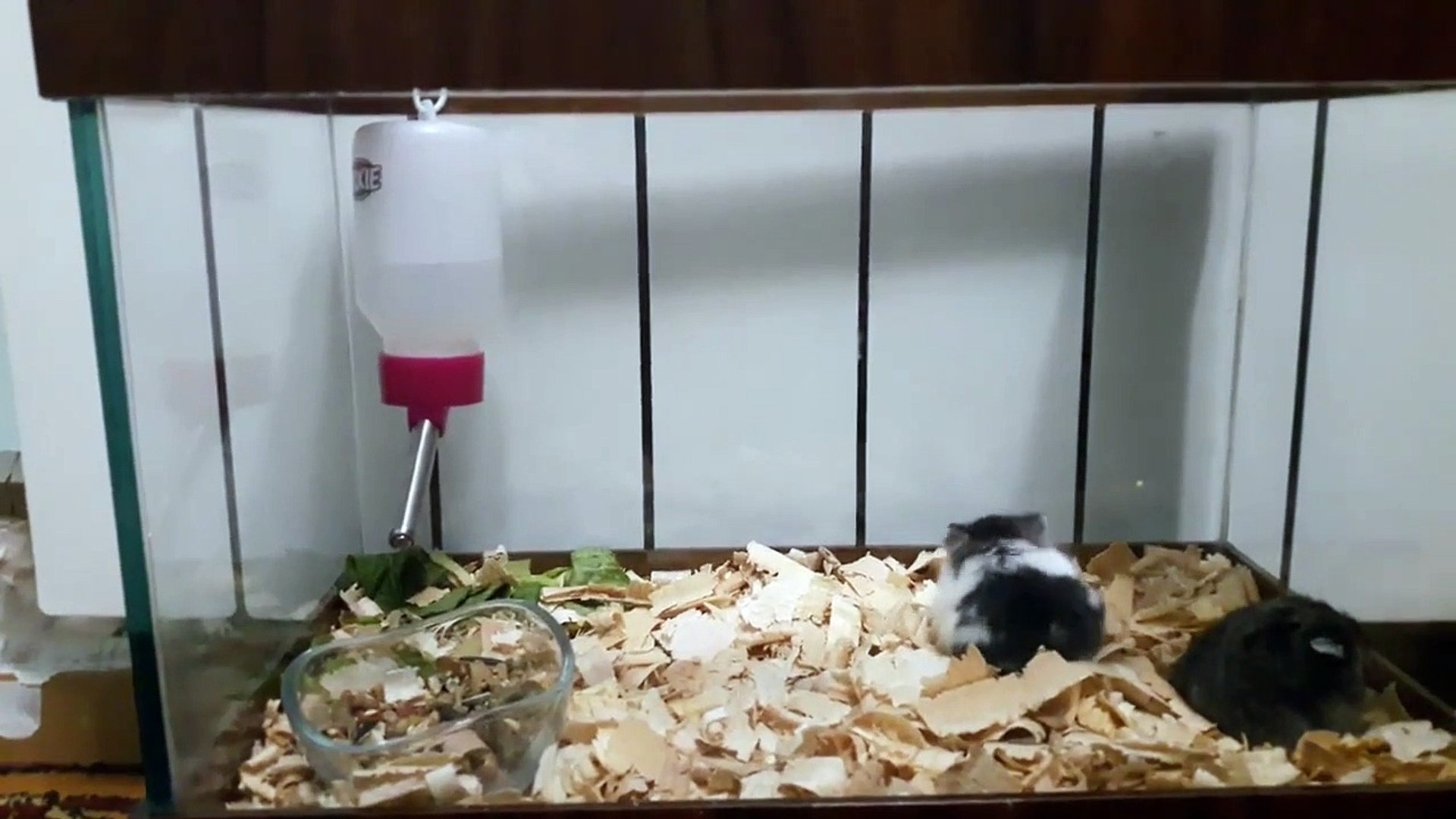 Freedom. Funny Animals video. Pets. Mice.