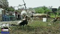 Funny Animals  Animal Fights Caught On Tape