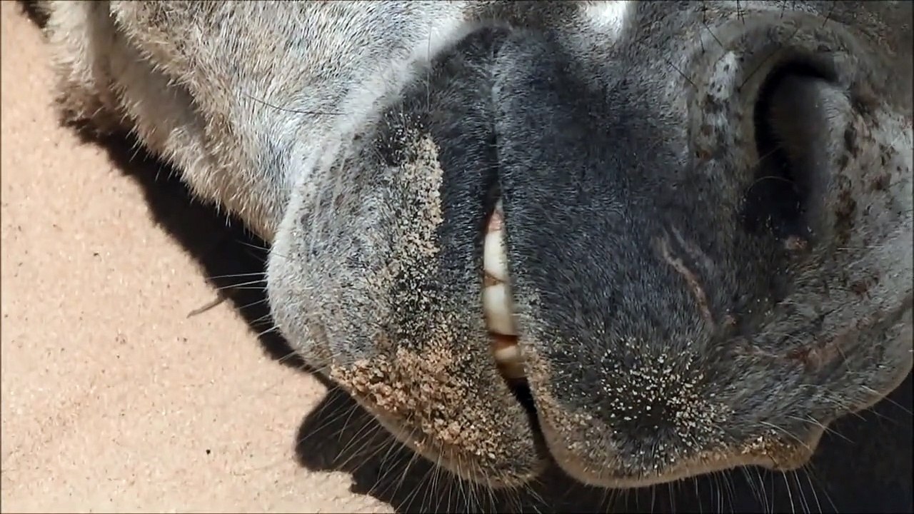 FUNNY DONKEY VIDEOS, DONKEY SLEEPING AND SMILING, FUNNY ANIMALS, ANIMALS SLEEPING