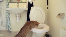 Cats Fails To poo in a Toilet