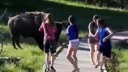 Best Funny Animals Doing Stupid Things [HD]