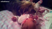 Best Of Funny Cats And Dogs Protecting Babies Compilation 2014 [NEW] (2)