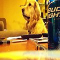 Funniest Dog Vines Compilation--The Best Funny Dogs