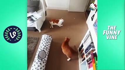 Funny Cats Compilation 2016  - Best Funny Cat Videos Ever   Funny Vines (2)