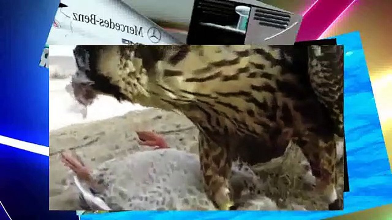 When Crazy Animals Attack Falcon Attacks Dog ~ Best Funny Animals 2014