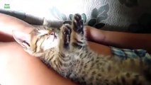 Funny Cats Sleeping in Weird Positions Compilation 2014