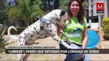 Le detectaron sordera a un perro cuando nació y es capaz de entender el lenguaje de señas; Tlaxcala