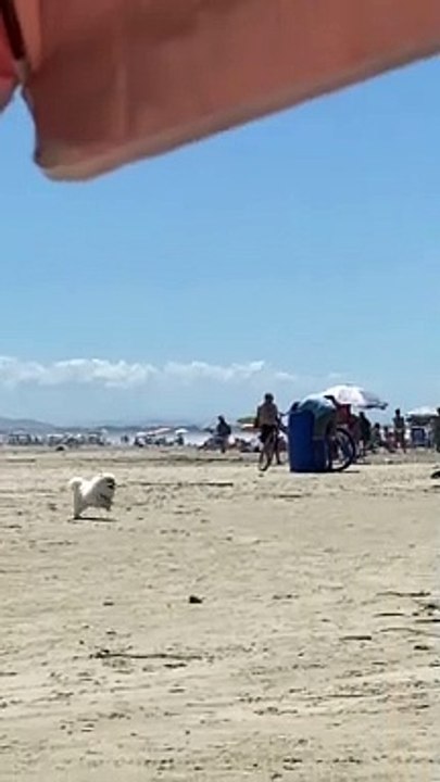 Dog Has To Take A Bathroom Break