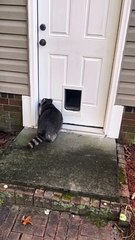 Biscuit Doesn't Understand Doors