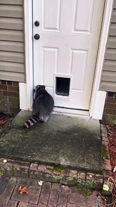 Biscuit Doesn't Understand Doors