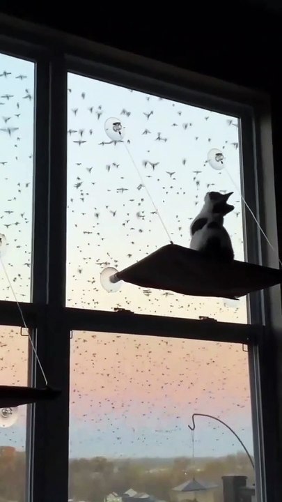 Most beautiful amazing cats | happy cat, new animals videos