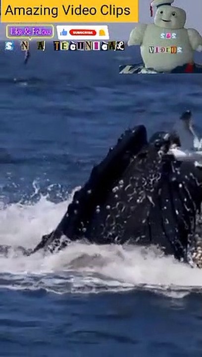 Whale Sound Whale Jumps Humpback Whale Jumps